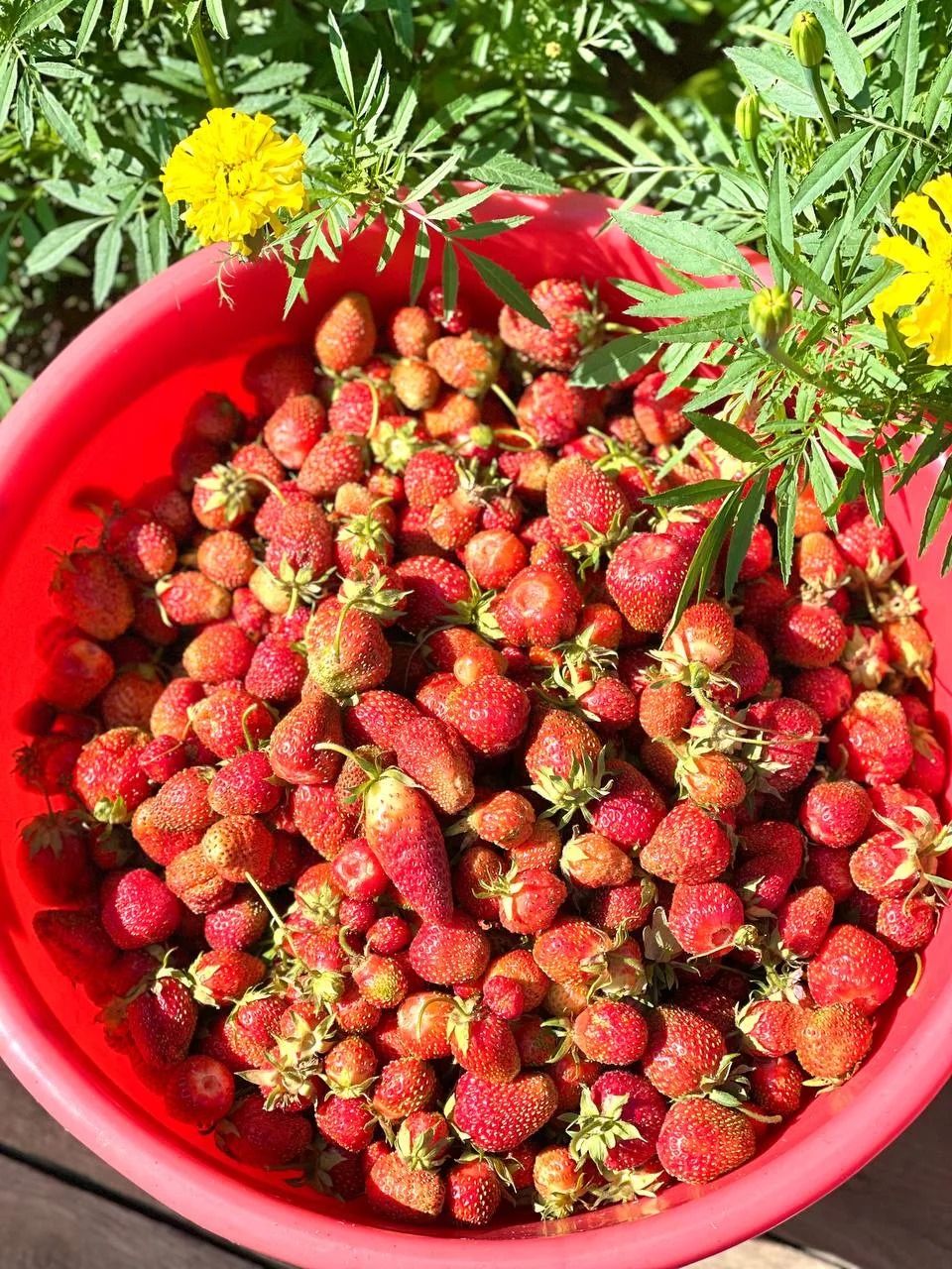 Заказ брошей ручной работы